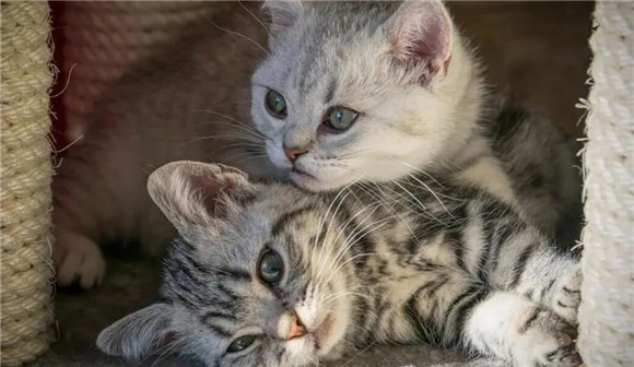 猫咪为什么对着卧室门叫个不停 猫咪为什么对着卧室门叫个不停