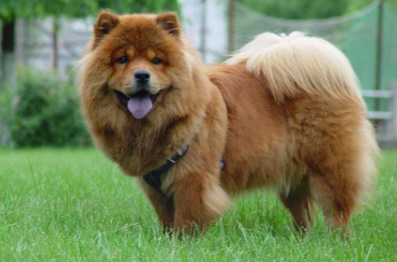 松狮犬有几种