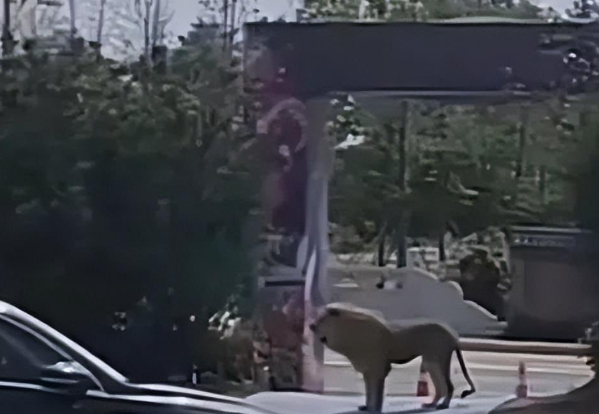 马戏团两头狮子逃出狮笼,游客连鞋都跑丢 马戏团两头狮子逃出狮笼,游客连鞋都跑丢