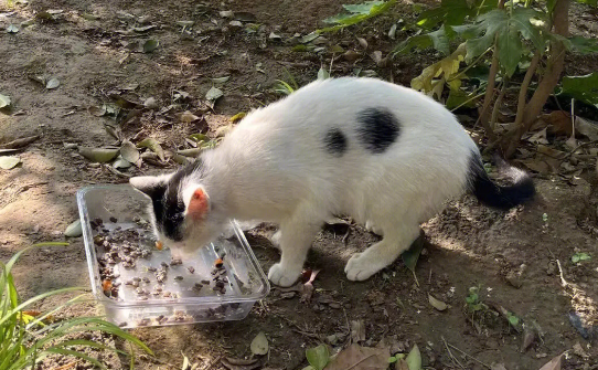 流浪猫会用猫砂吗？如果不会，可以这样教