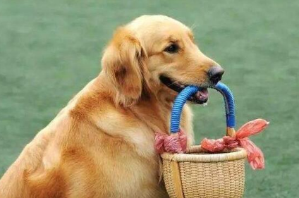 怀孕狗狗为什么叼东西