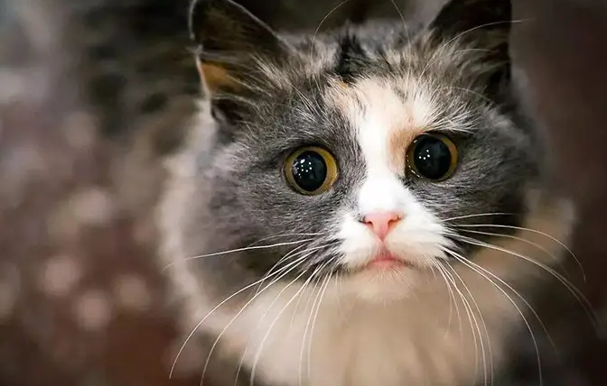 猫咪为什么闪红灯呢怎么回事 猫咪为什么闪红灯呢怎么回事
