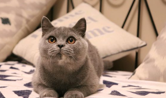人得猫癣严重会死人吗