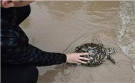放生乌龟的必念口诀
