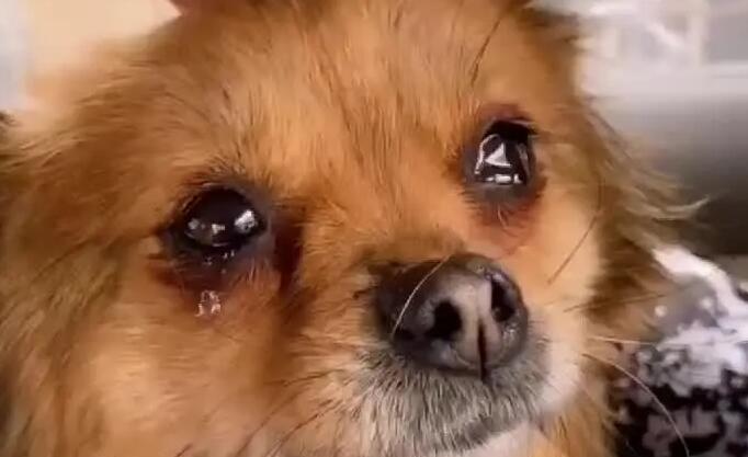 训练狗狗晚上不哭怎么办