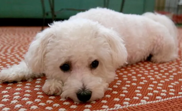 卷毛比熊犬怎么养？宠主来看看吧