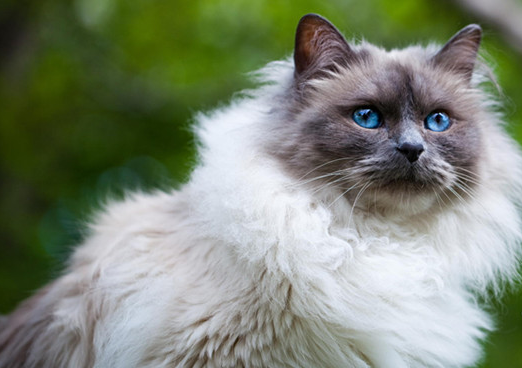 伯曼猫为什么不能养 伯曼猫为什么不能养