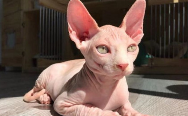 斯芬克斯猫聪明体现在哪里