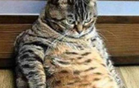 家里的猫求爱被拒,整个猫都不好了,主人:一胖毁所有,自作自受 家里的猫求爱被拒,整个猫都不好了,主人:一胖毁所有,自作自受
