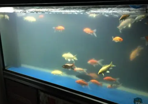 鱼缸里水浑浊怎么处理 鱼缸里水浑浊怎么处理