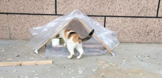流浪猫为啥不进自制猫窝?原因有哪些? 流浪猫为啥不进自制猫窝?原因有哪些?