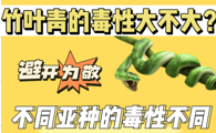 竹叶青的毒性大吗？不说多少，遇见先跑！