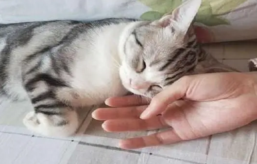 猫咪总找主人为什么呢
