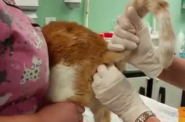 小猫多大需要挤肛门腺 小猫多大需要挤肛门腺