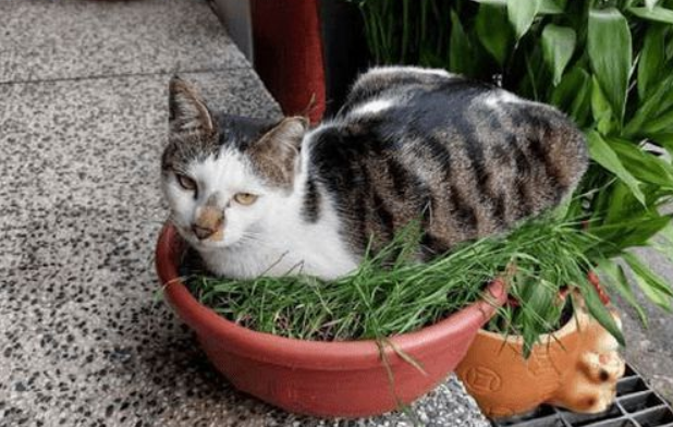 主人辛苦种的盆栽，被猫咪都压倒了，猫：有什么意见吗？