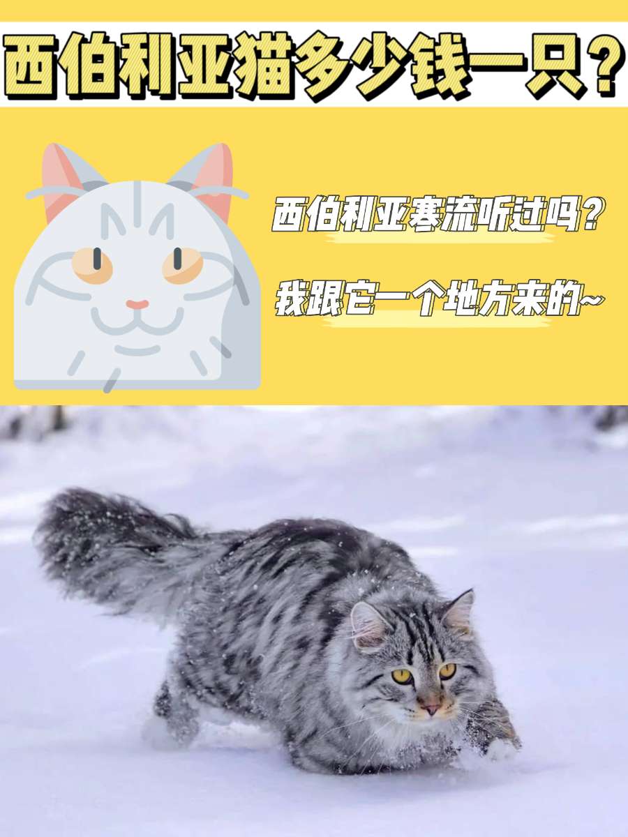 西伯利亚猫多少钱一只？Duang大一只太诱人