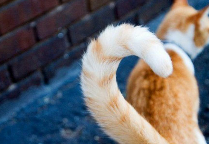 猫的尾巴能拽断吗