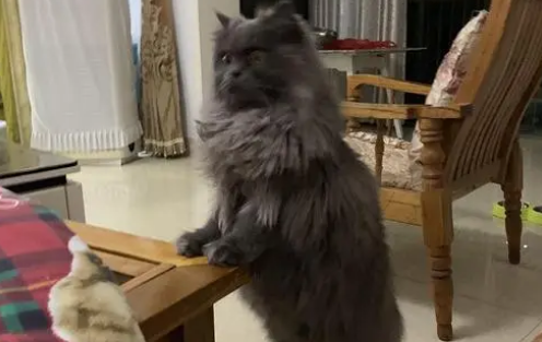 英短返祖猫不值钱吗