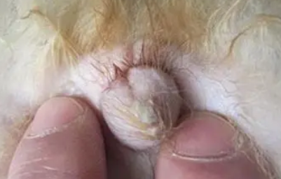 狗狗尿道口生蛆怎么办