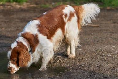 威尔士跳猎犬得了犬瘟如何治疗？来了解下吧