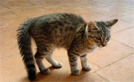 猫咪看见狗弓背是为什么呢