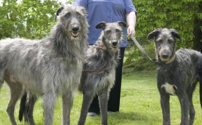 苏格兰猎鹿犬握手训练技巧,你知道多少?