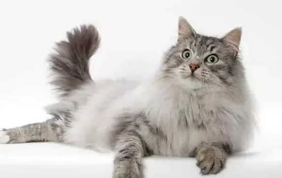 高地猫为什么不能养 高地猫为什么不能养