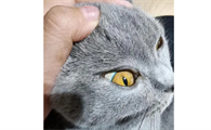猫咪为什么会得黄疸性肝病呢