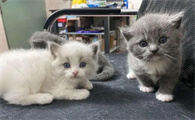 布偶和蓝猫串出来图片