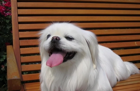 京巴犬寿命一般多少年