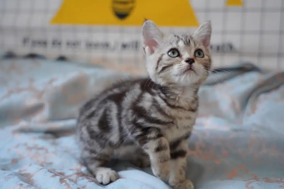 美短虎斑猫多少钱一只