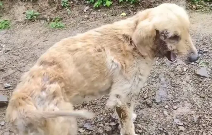 遍体鳞伤还有严重皮肤病的金毛犬，获救后，狗狗开心坏了