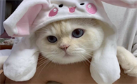 猫眼睛流脓一样的眼屎怎么办?