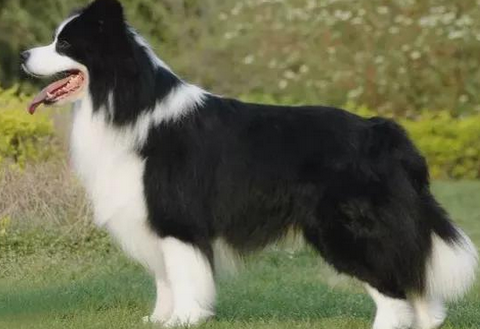 牧羊犬苦苦等待主人3年，为了自己的孩子它甘愿走进陷阱