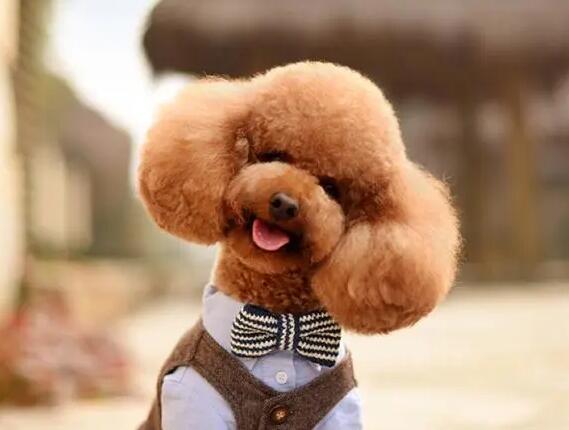 泰迪犬恶心呕吐一般都有哪些原因？