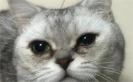 猫咪有眼屎和泪痕是咋回事