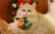 怎么判断猫肚子有毛球