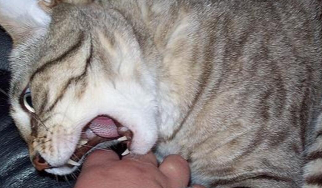 被猫抓伤需要打针吗免费咨询医生