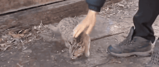大叔救下了一只野生豹猫,长大后… 大叔救下了一只野生豹猫,长大后…