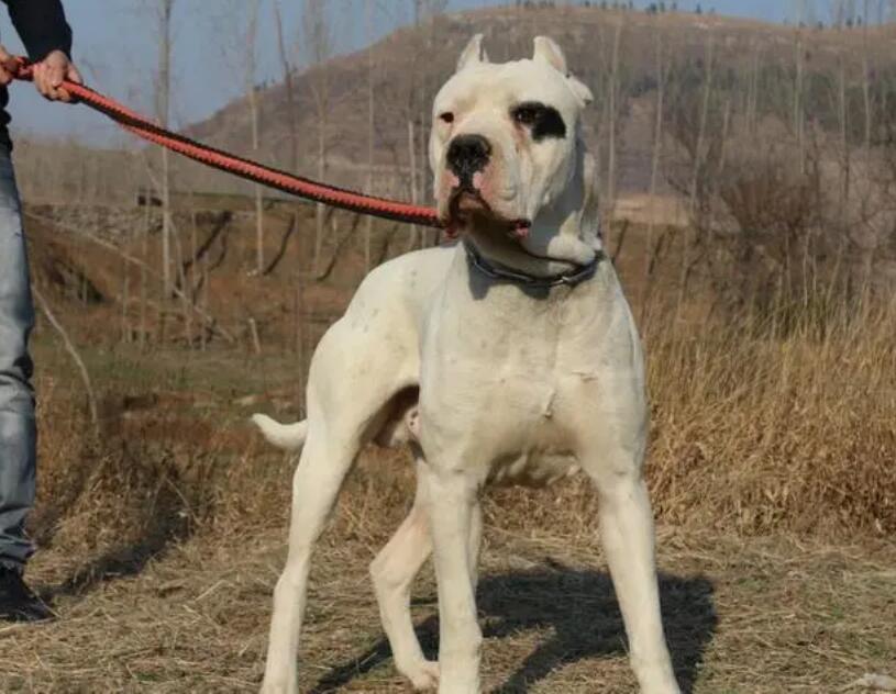 杜高犬纯不纯从哪里看？纯种只是一种标签？