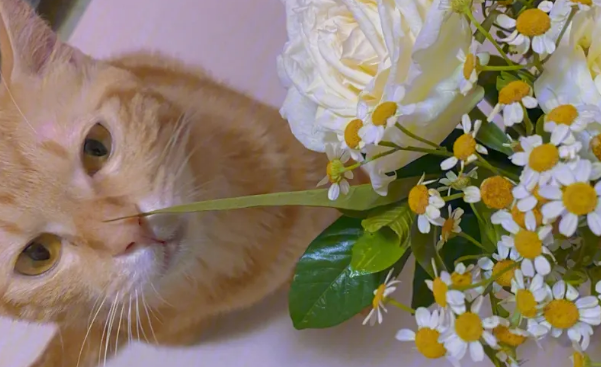 橘猫为什么喜欢吃花?可能是出于这些原因 橘猫为什么喜欢吃花?可能是出于这些原因