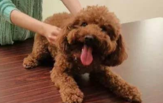 日常给狗狗梳理毛发的方式