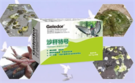 鸟沙门氏菌用什么药最好