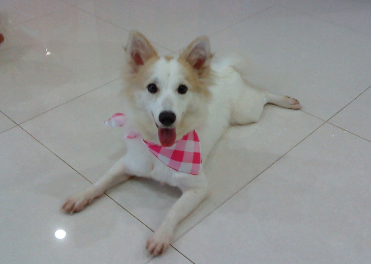 如何给芬兰狐狸犬驱虫？大作战开始