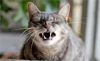 猫咪像哮喘一样一抽一抽的