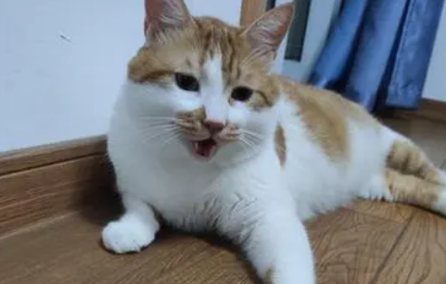 猫咪一切正常就是呼吸急促