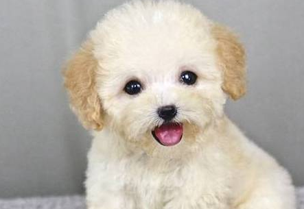 全是泰迪犬,性情却大不一样,你们家狗狗是哪一种呢? 全是泰迪犬,性情却大不一样,你们家狗狗是哪一种呢?