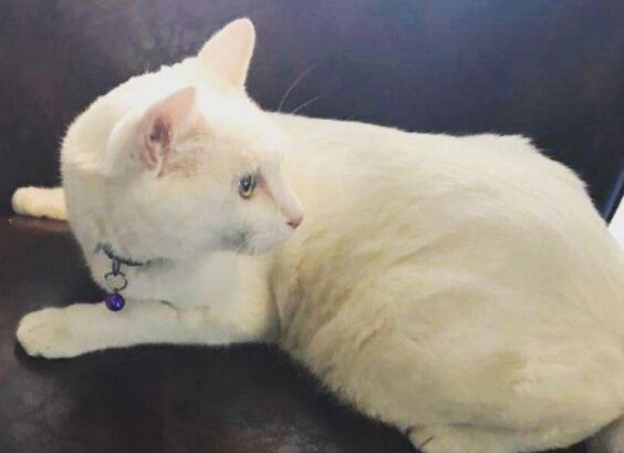 猫皮下有会滑动的疙瘩