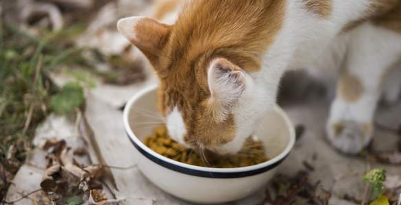 如何防止猫偷吃狗粮的方法