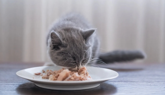 猫吃到好吃的发出哇哦的声音